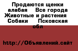 Продаются щенки алабая  - Все города Животные и растения » Собаки   . Псковская обл.